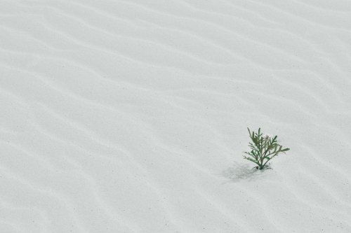 Plant in Sand by Jill Heyer-247995-unsplash